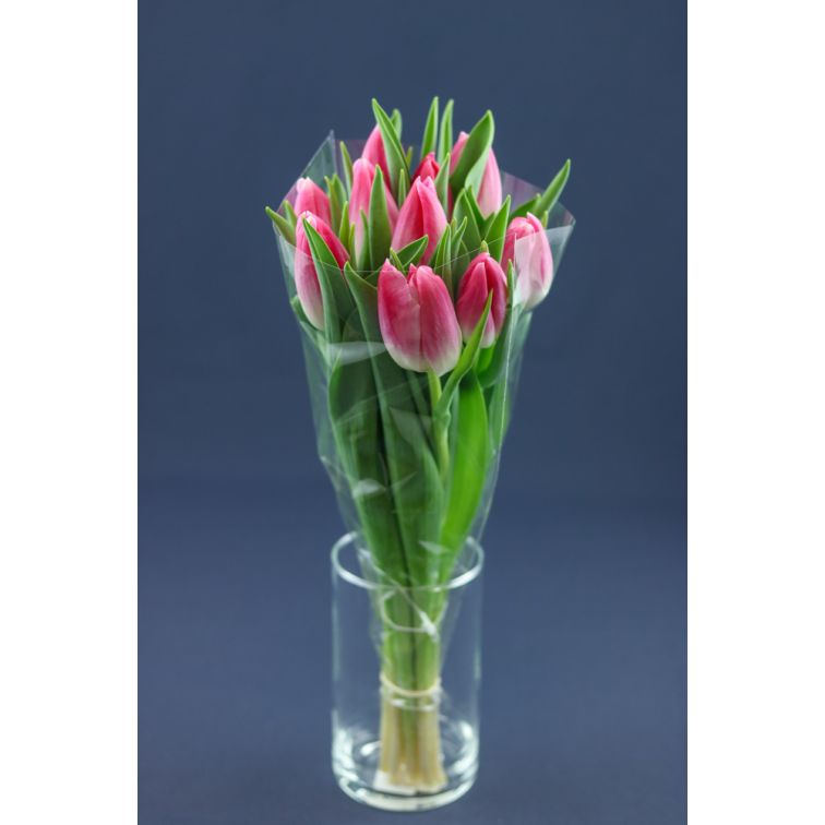 Tulip Bolroyal Pink