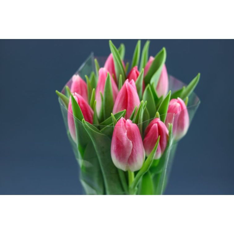 Tulip Bolroyal Pink