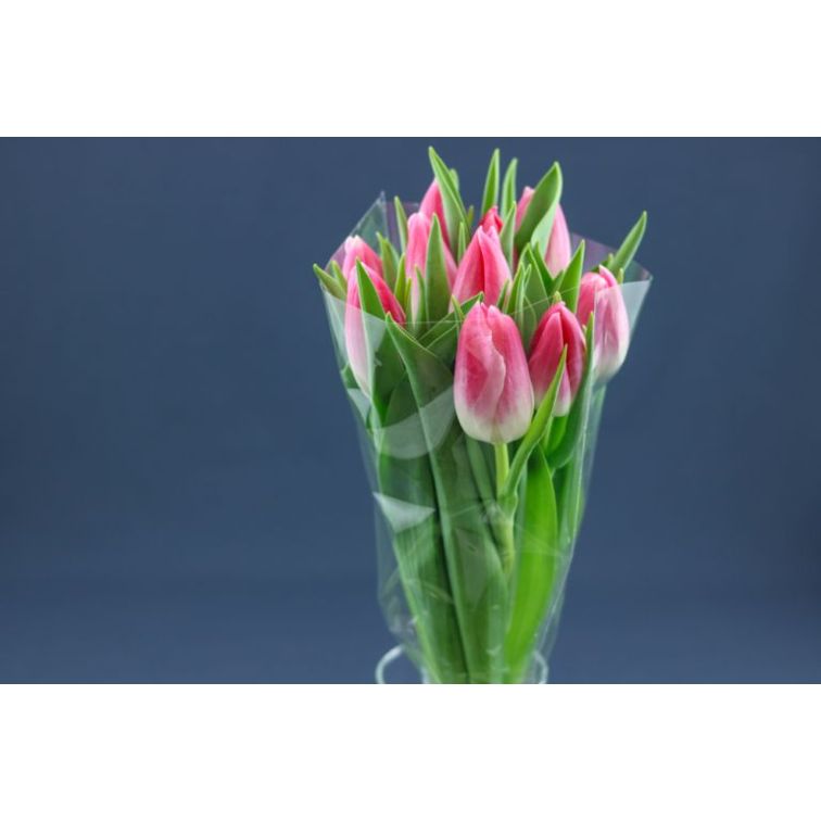 Tulip Bolroyal Pink