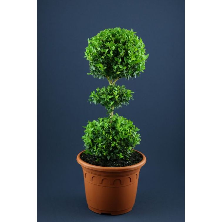 Buxus main product photo