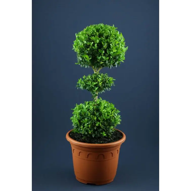 Buxus