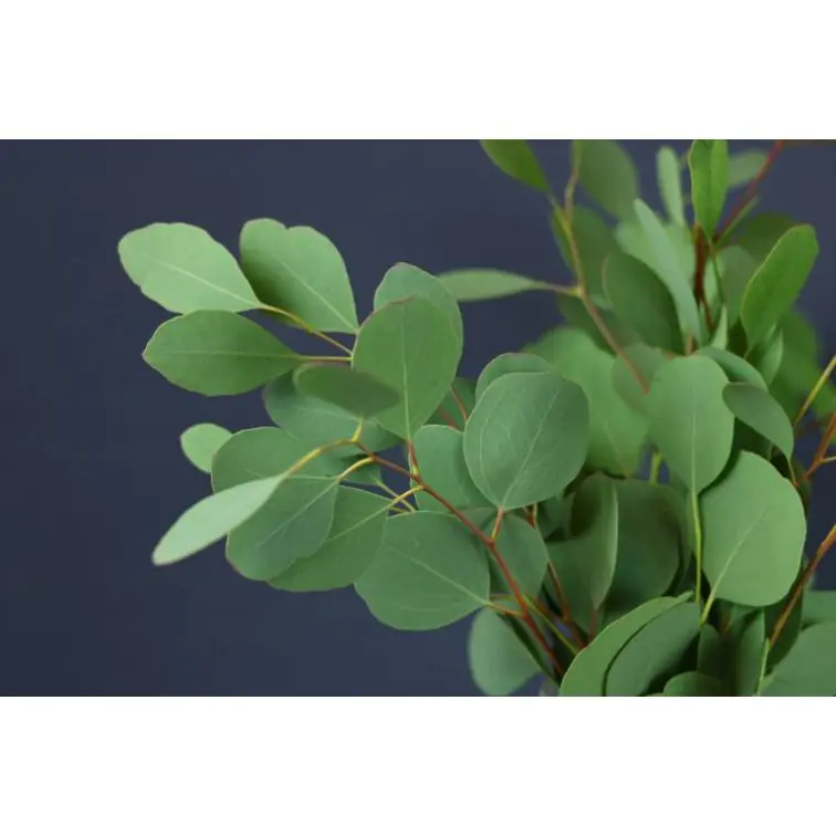Eucalyptus Populus