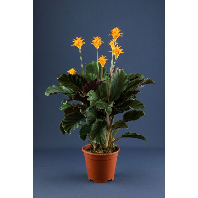 Calathea Crocata main product photo