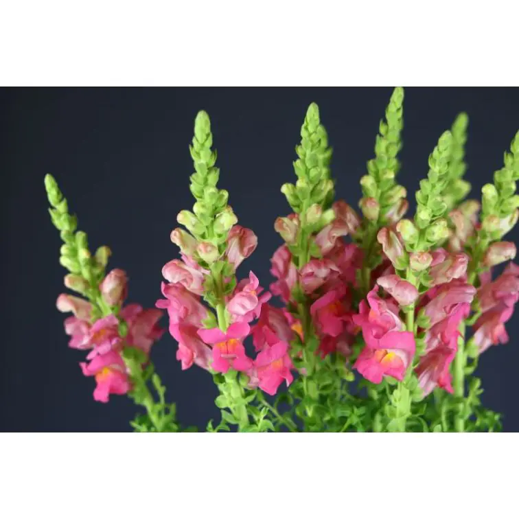 Antirrhinum Pink