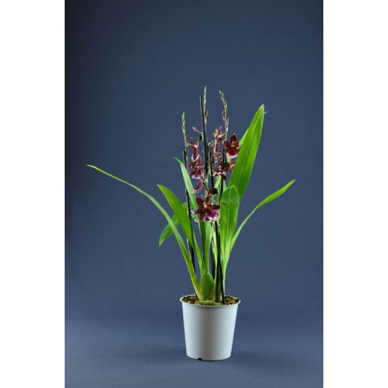 Orhideja Kambrija (Cambria) main product photo