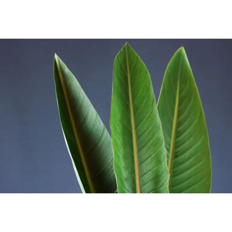Strelizia leaves
