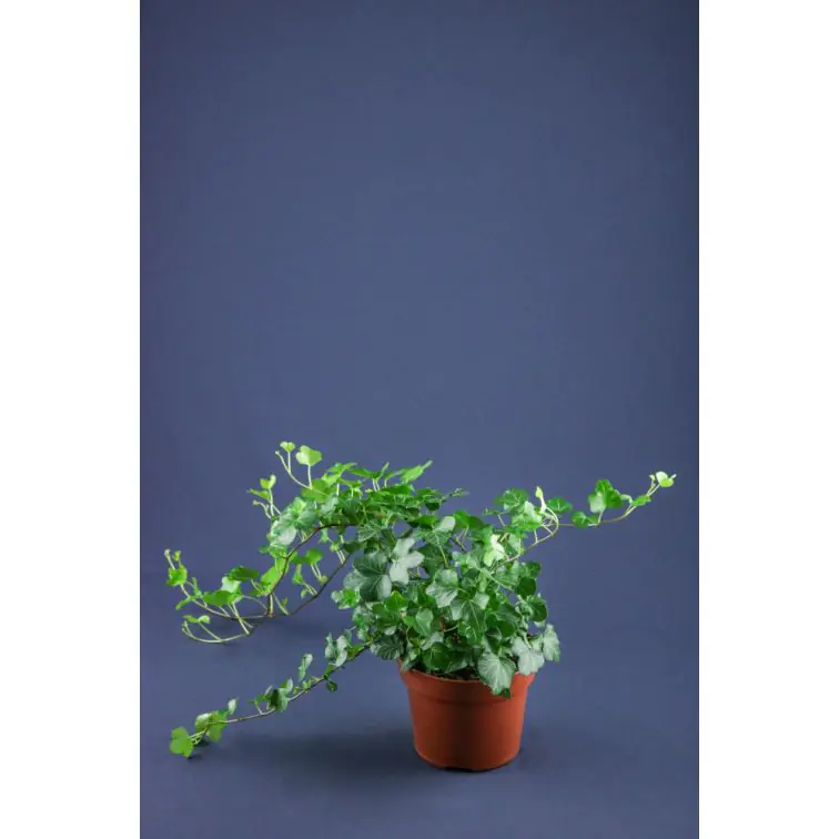 Efeja p13 (Hedera)