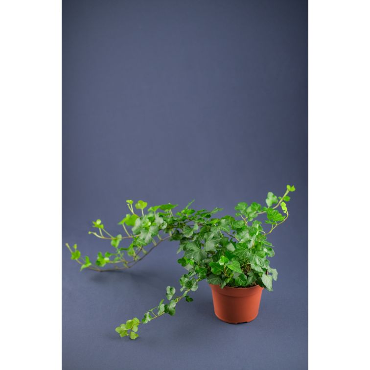 Efeja p13 (Hedera) main product photo