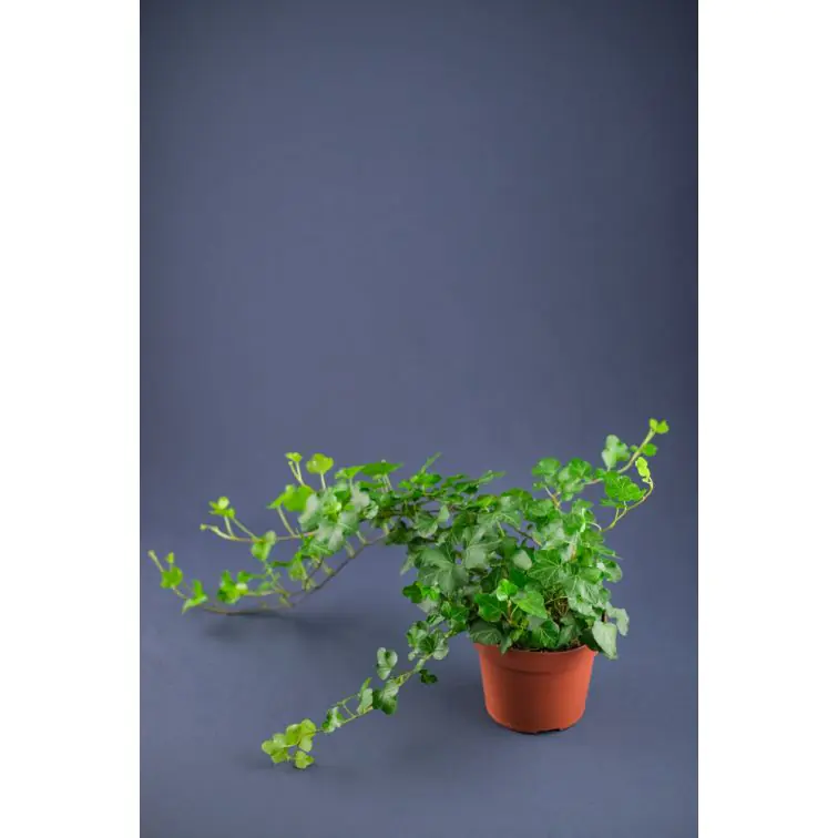 Efeja p13 (Hedera)
