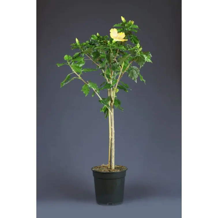 Hibiscus Stam