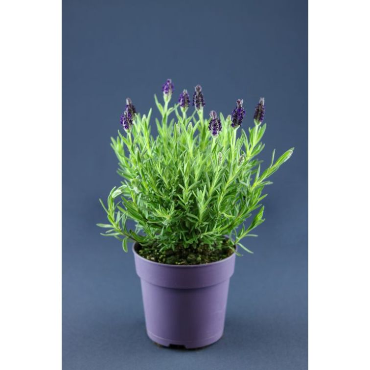 Lavanda p13cm main product photo