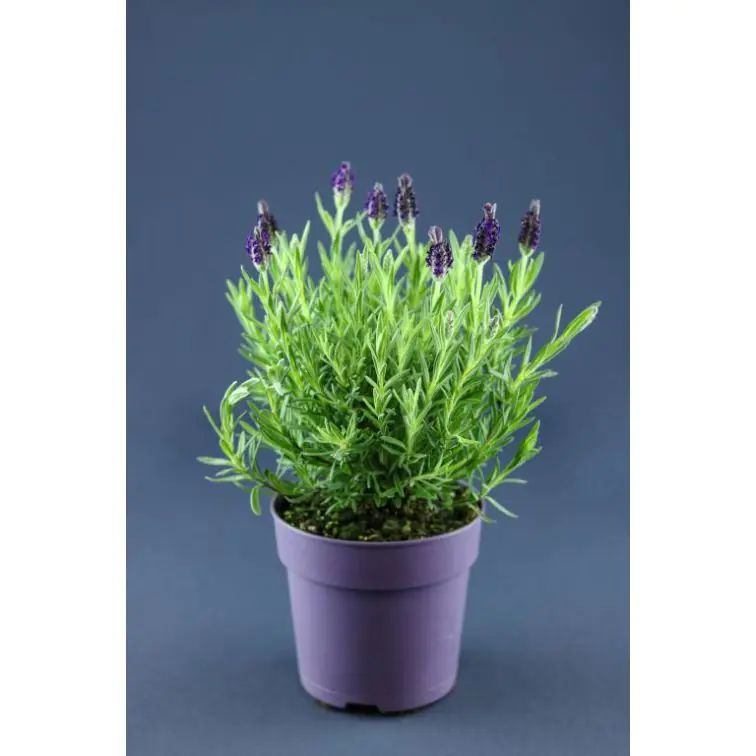 Lavanda p13cm