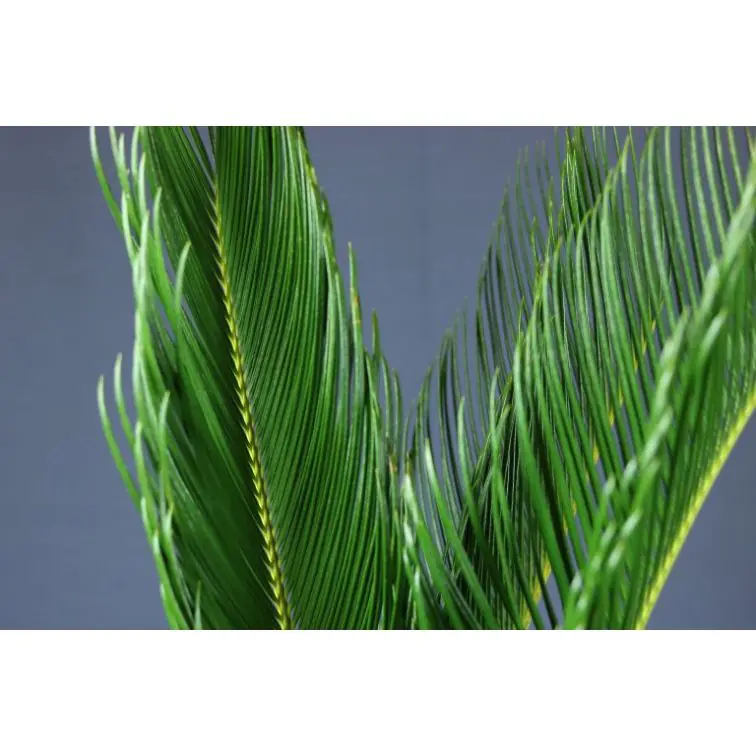 Cycas lapas