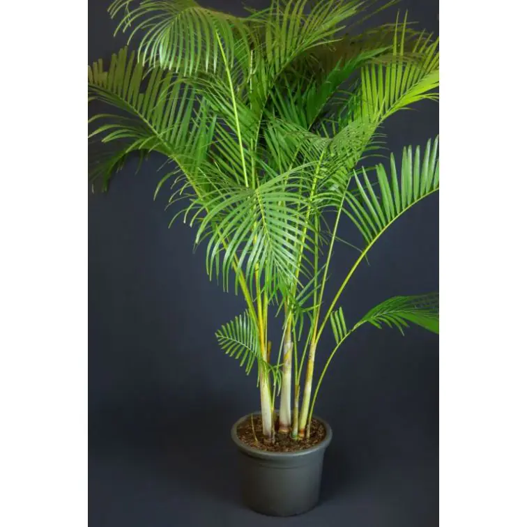 Areka 160cm (Areca)