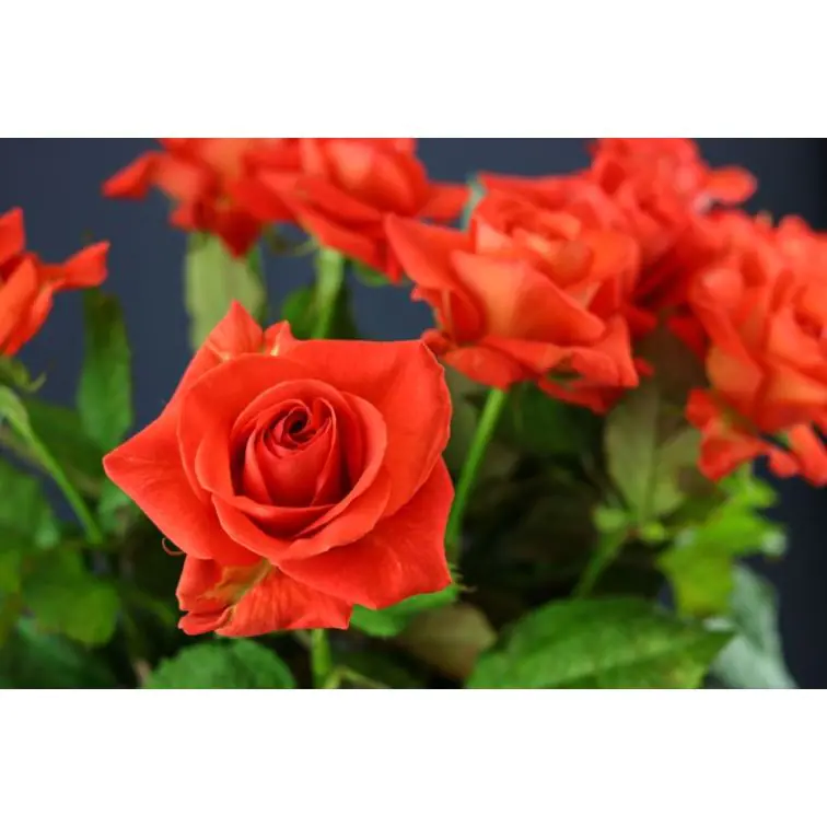 Roses Naranga 60 cm
