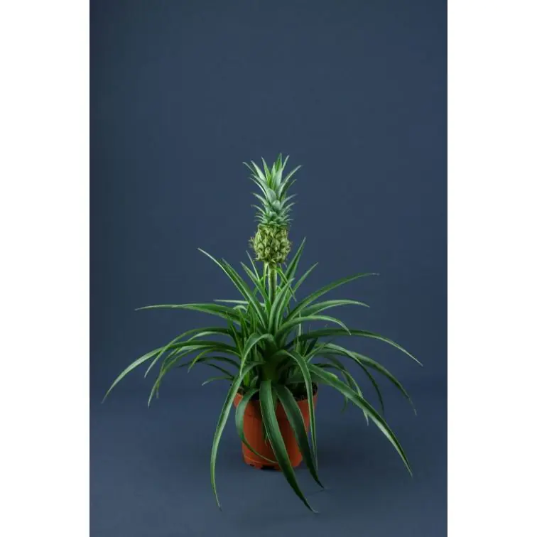 Ananāss (Ananas Comosus)