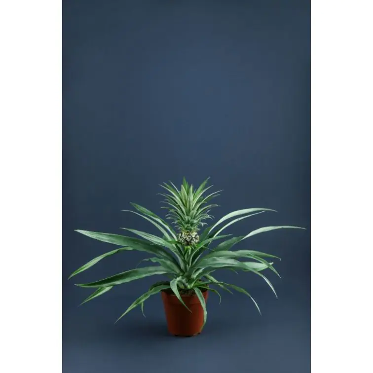 Ananāss (Ananas Comosus)