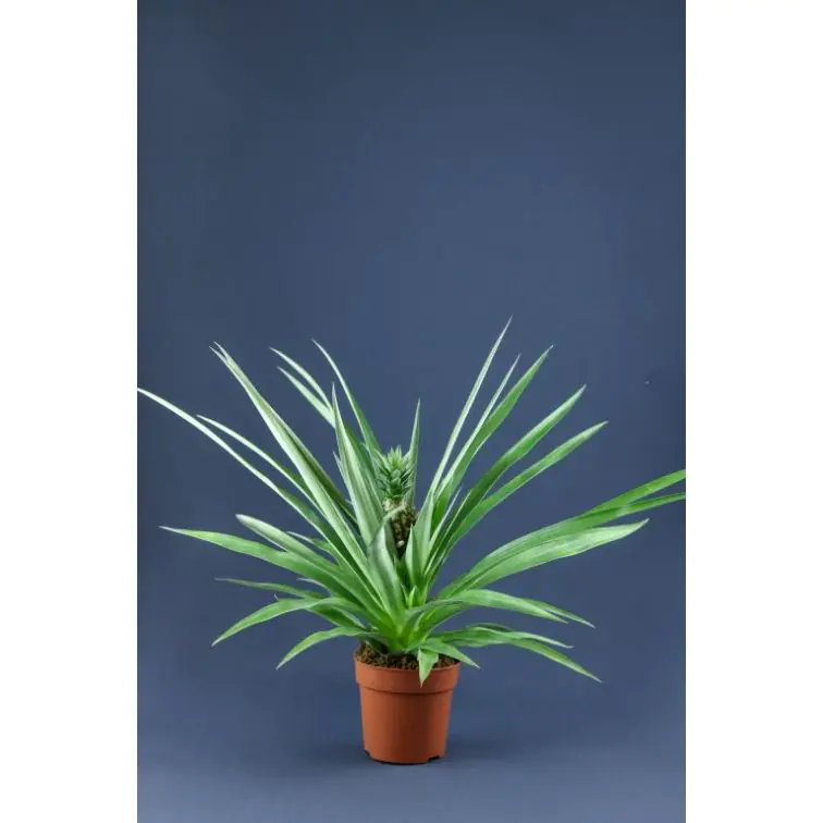 Ananāss (Ananas Comosus)