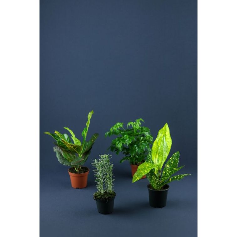 Augu mix p12 (Plant Mix) main product photo