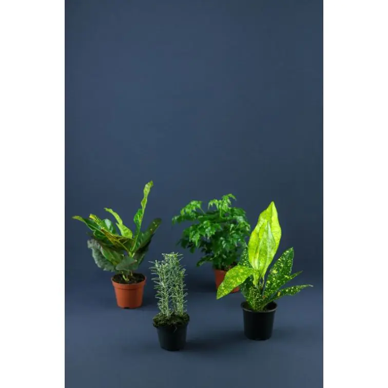 Augu mix p12 (Plant Mix)