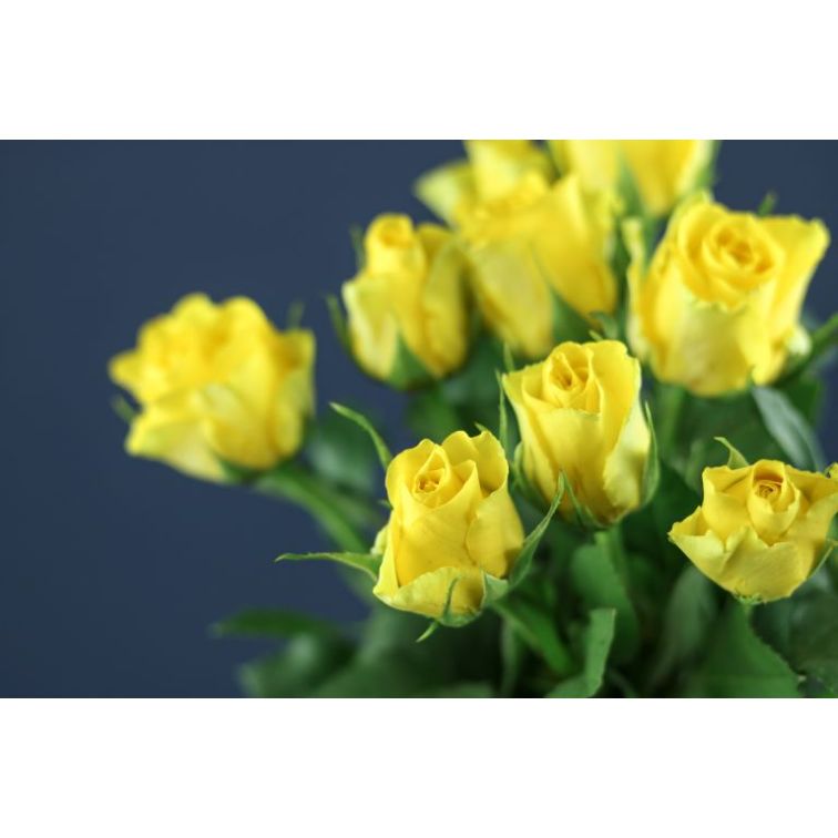 Roses Viva main product photo