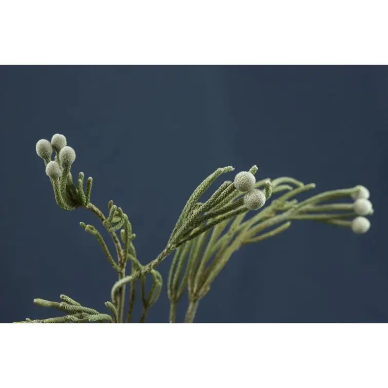 Brunia Silver