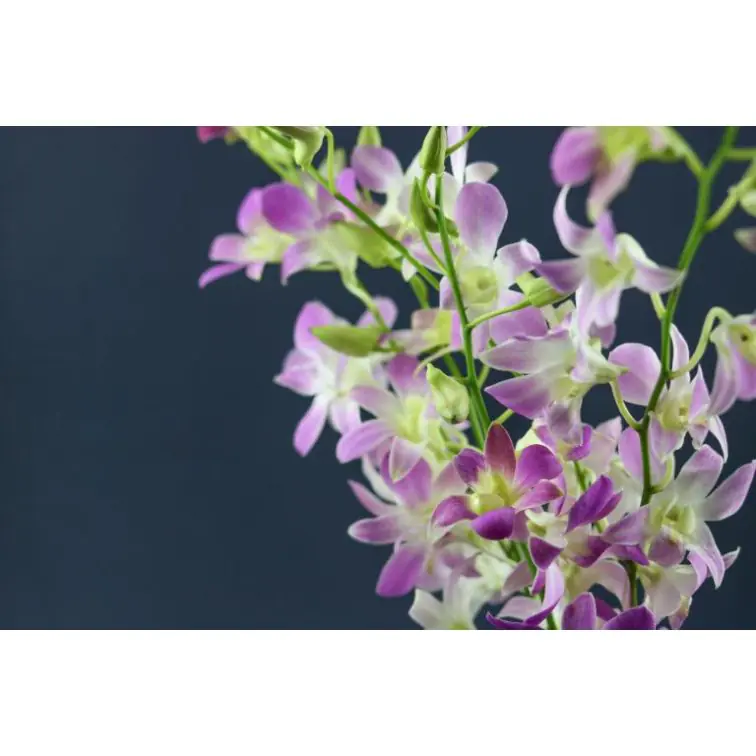 Orchidea Dendrobium White - Lilac