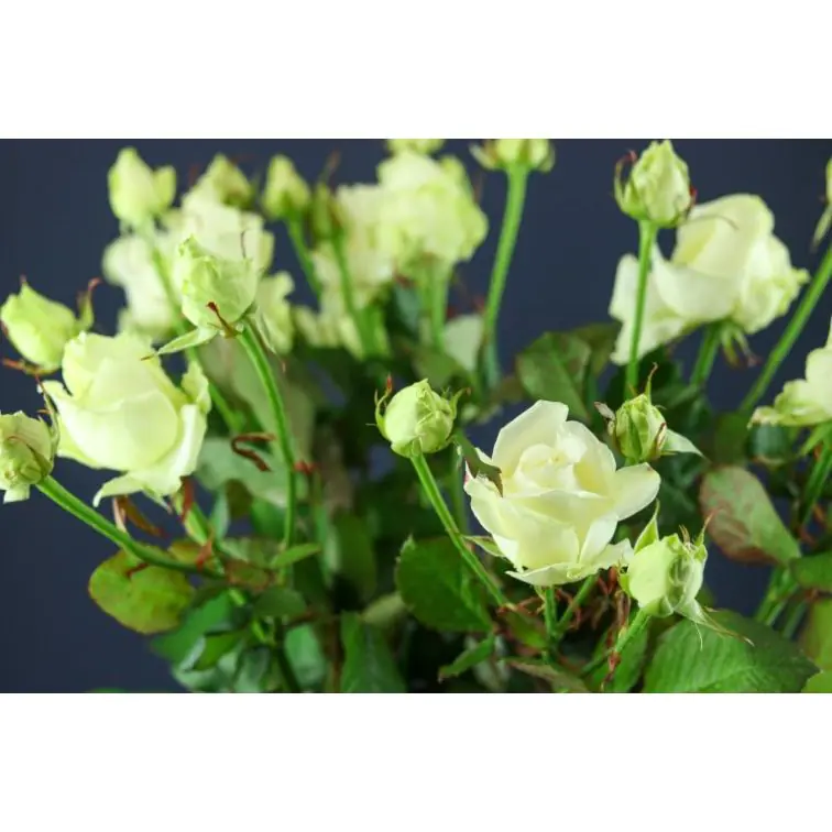 Roses Spray  Avalanche 70cm