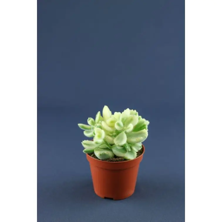 Succulenten