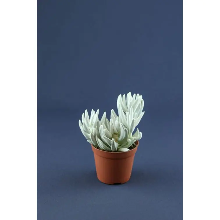Succulenten