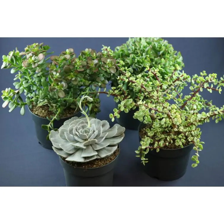 Succulenten