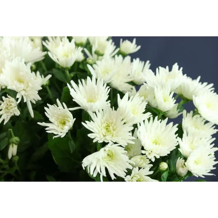 Chrysantemum Aqua Anastasia White