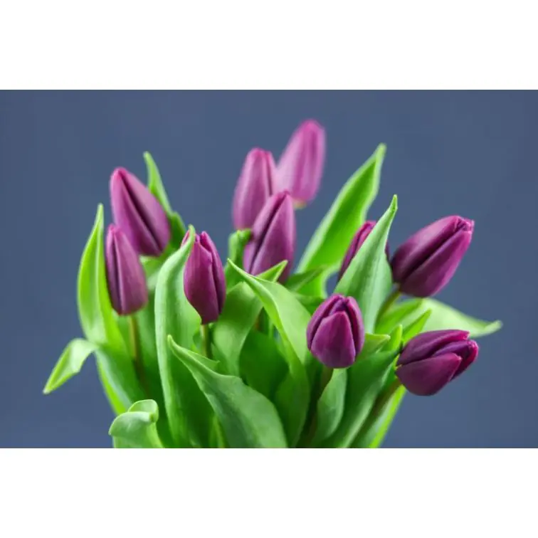 Tulip  Purple Prince