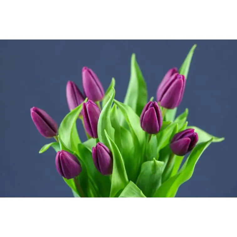 Tulip  Purple Prince