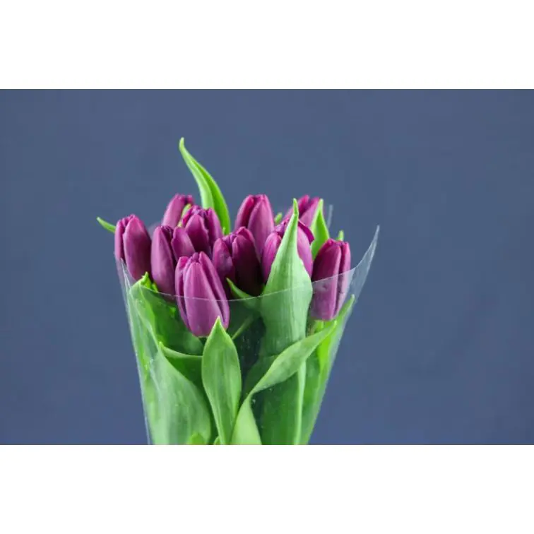 Tulip  Purple Prince