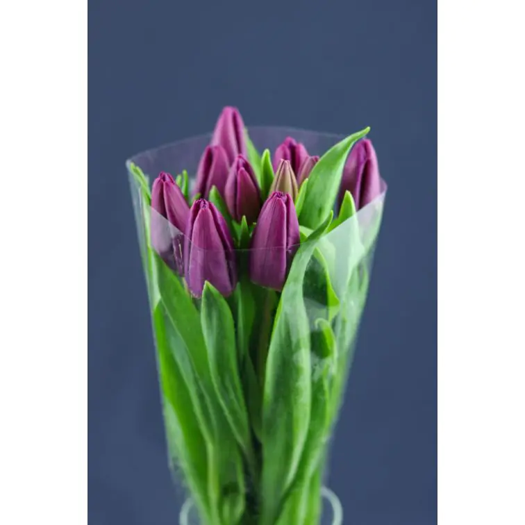 Tulip  Purple Prince