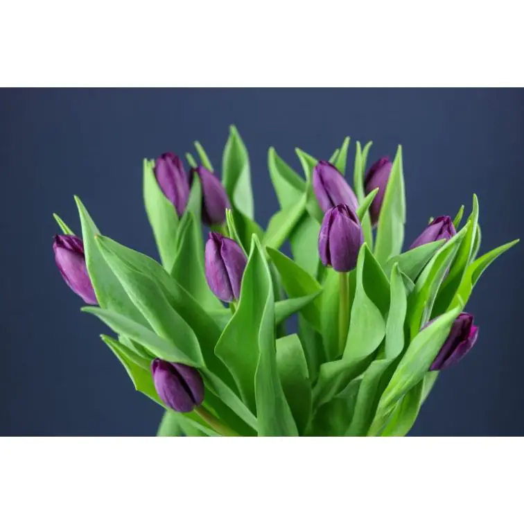 Tulip  Purple Prince