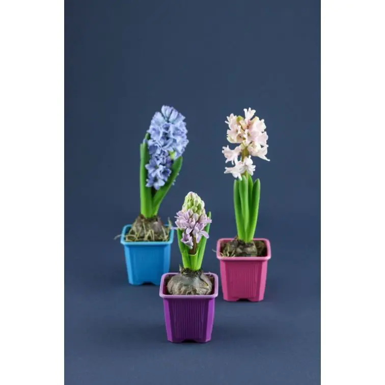 Hyacinthus 1 stam