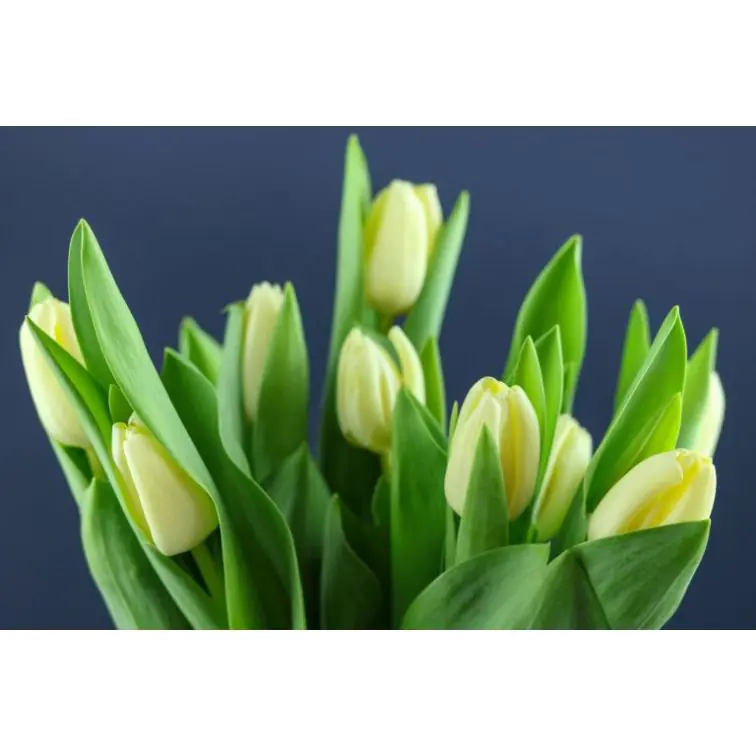 Tulip Cheers Cream