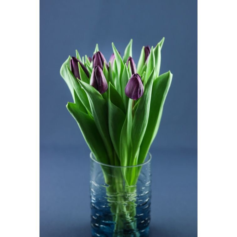 Tulip Purple Lady