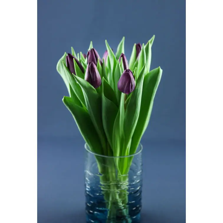 Tulip Purple Lady