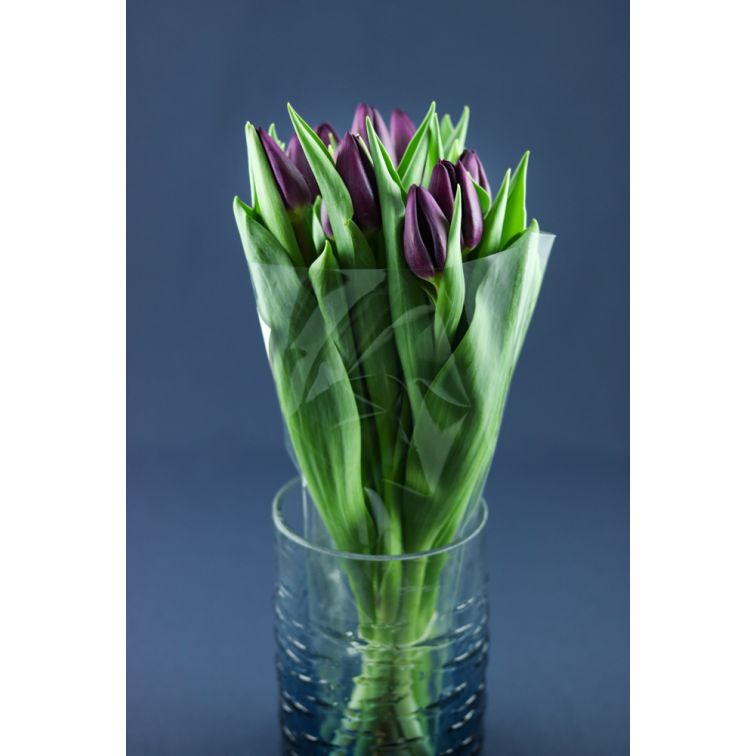Tulip Purple Lady