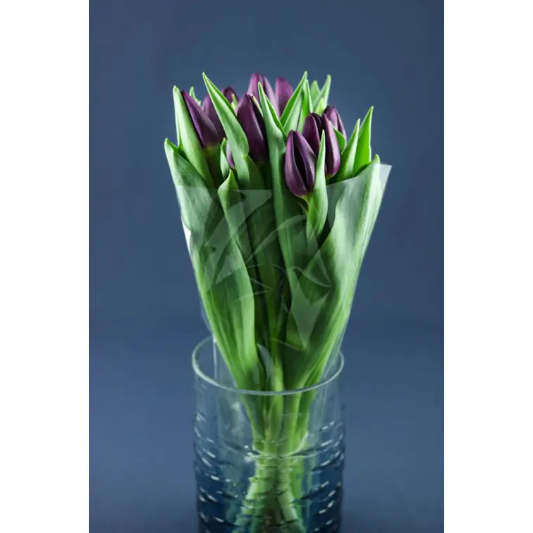 Tulip Purple Lady
