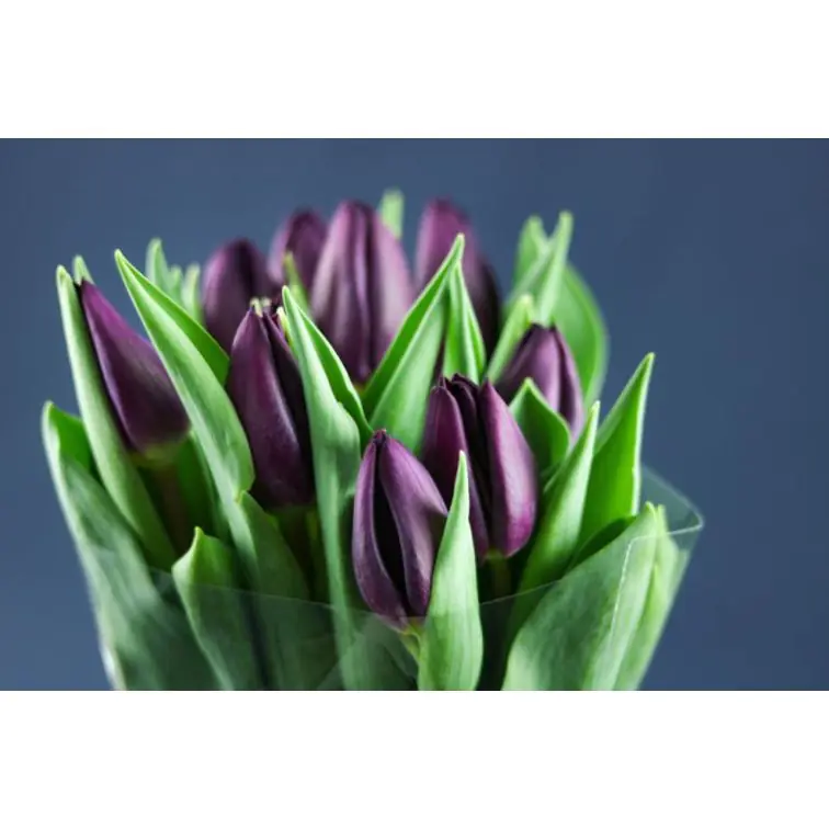 Tulip Purple Lady