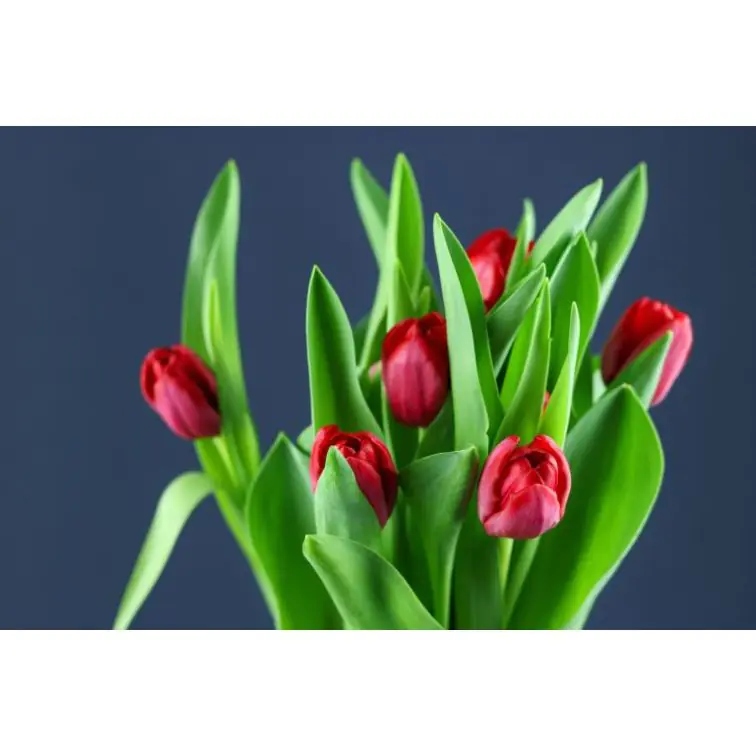 Tulip Escape
