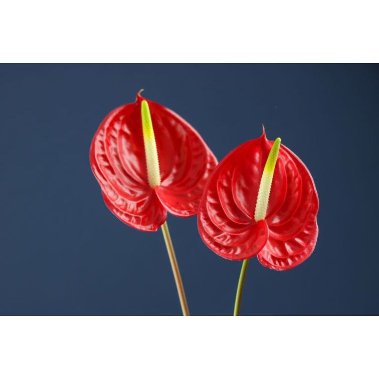 Anthurium Mini Tropical main product photo