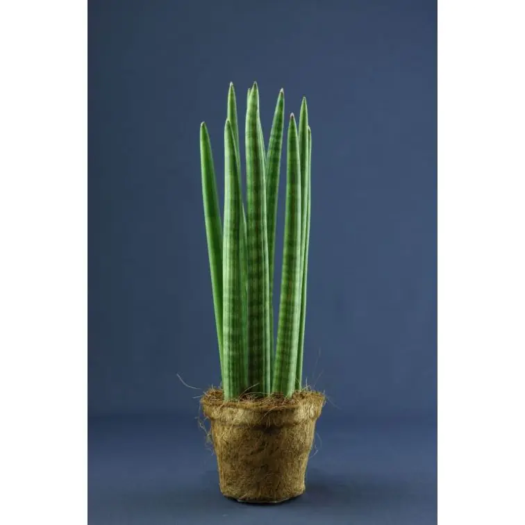 Sansevieria Cylindrica
