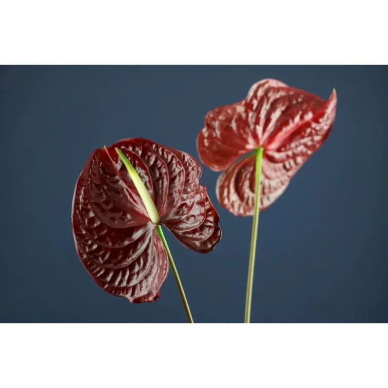 Anthurium Tropic Night