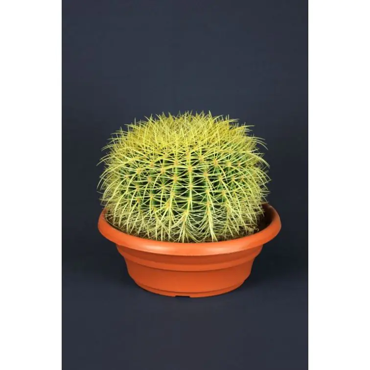 CACTUS ECHINO p27