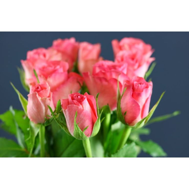 Roses Dekora main product photo